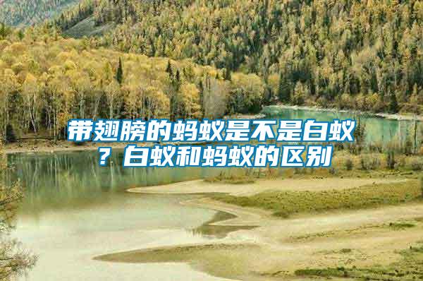 帶翅膀的螞蟻是不是白蟻？白蟻和螞蟻的區別